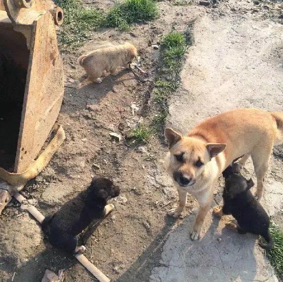 上海猫咪领养虹口,喵小汪宠物领养