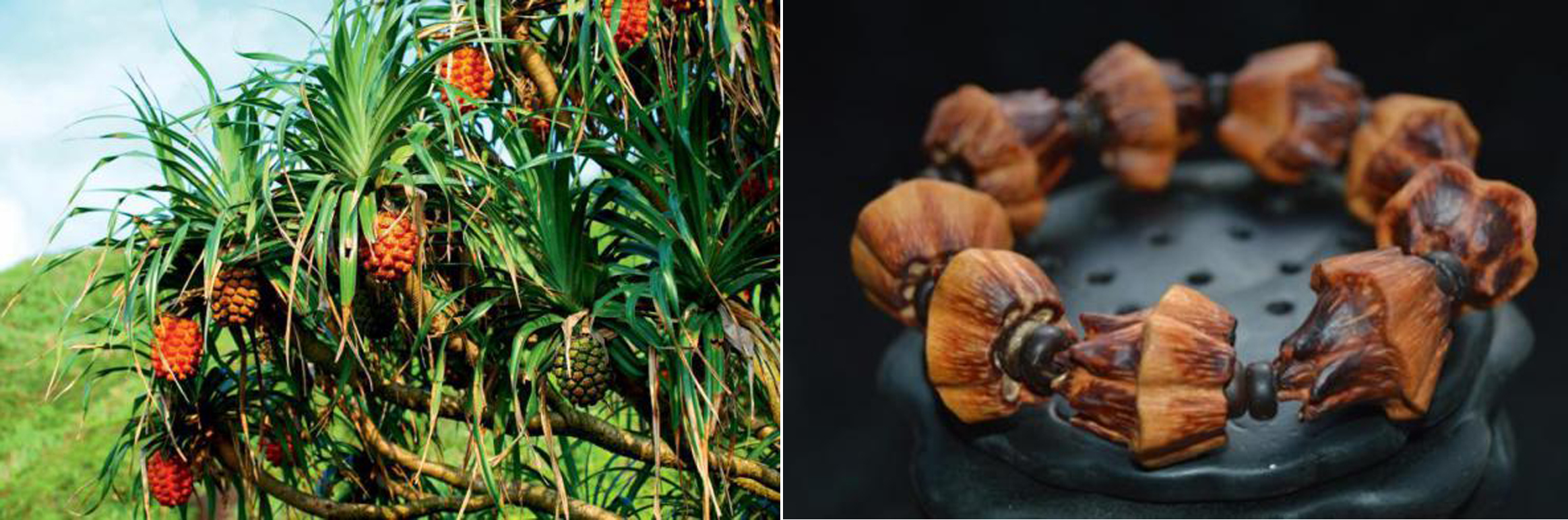 菩提子是菩提树的果实,正宗菩提树菩提子原籽