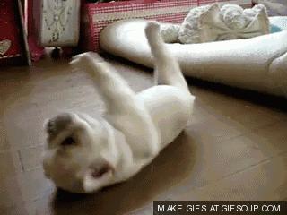 法斗配法斗生出来的狗不像法斗,法斗又怂又犟