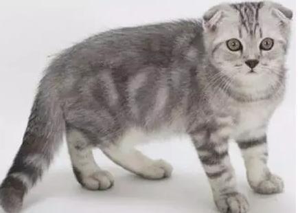 世界上最贵的猫十大排名,世界上最贵的贵族猫是多少钱