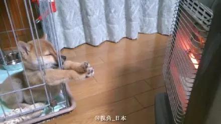 为什么柴犬掉毛那么厉害,为什么柴犬溜不动