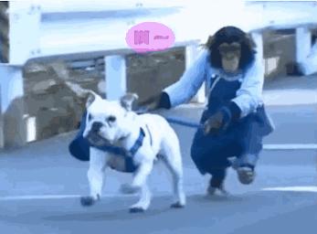 papi酱鬼畜教程,papi酱经典鬼畜