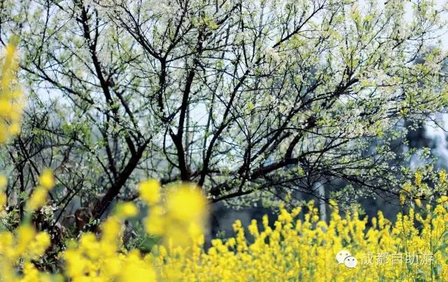 2022成都周边赏花,成都周边游赏花最佳景点