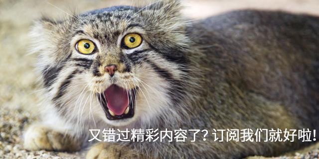 专家讲解明星微整形 (明星教你微整形)