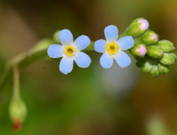 植物傻傻分不清,植物界的姐妹花