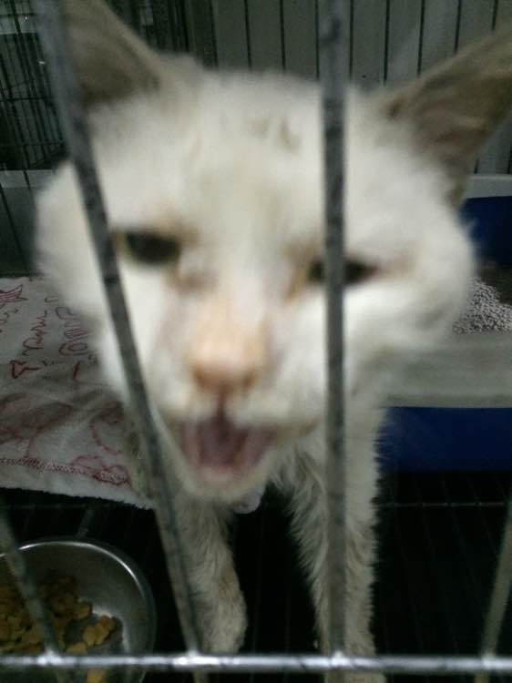 垃圾桶旁边的小猫，我走进了冲着我叫却叫不出声音，只能嘴巴动！