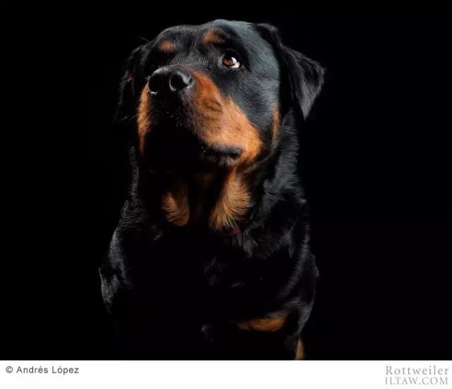 赛罗的宠物罗威纳犬,罗威纳犬犬种