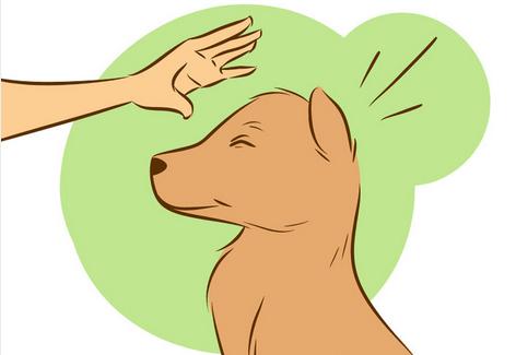 如何让陌生的狗狗喜欢自己,如何让刚到家的狗狗和自己亲近