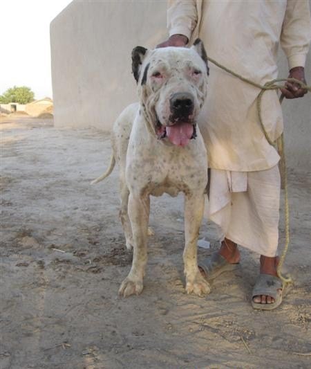 巴基斯坦库达犬帅气视频,世界十大不温顺狗