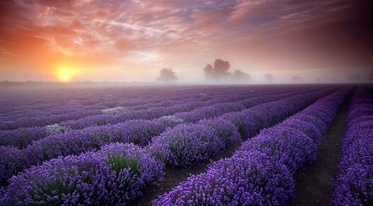 十种常见的芳香精油简述,十大常用精油品种