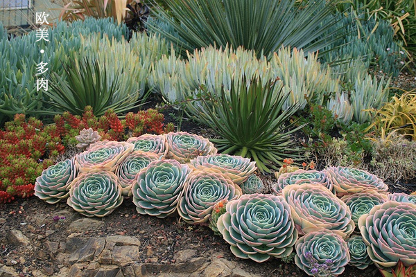 多肉张狂起来,狂野型多肉
