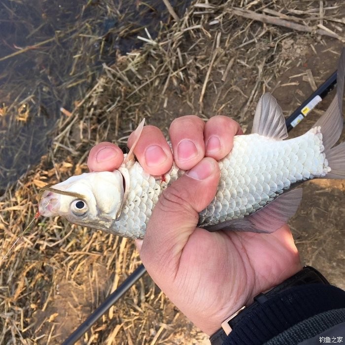 春天钓鲫鱼,春天钓黑坑新鱼