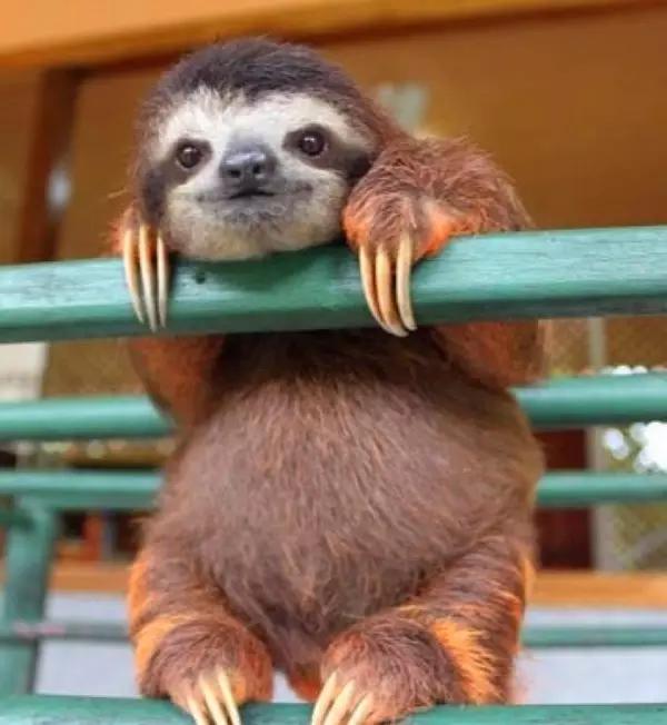 看动物的地方推荐,看动物去哪里的动物园最好