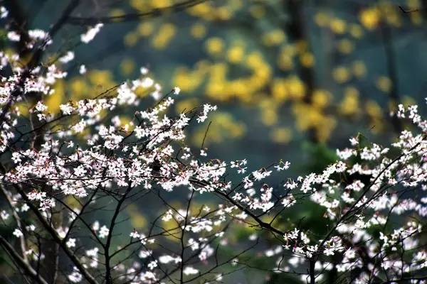 畅游通山,*光春**烂漫映北山一季樱花梦里来