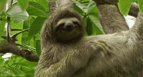 疯狂动物园20种隐藏动物图片,疯狂动物城里女明星原型