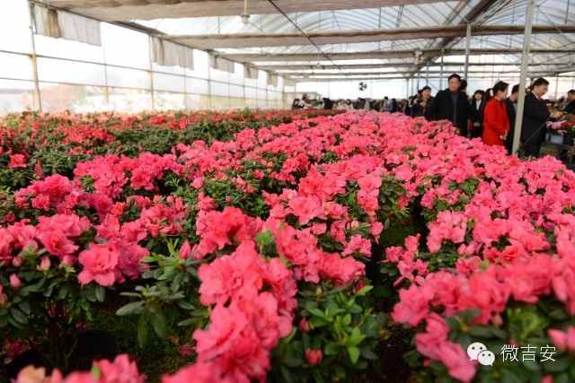 井冈山大学映山红开园啦还不快约起？