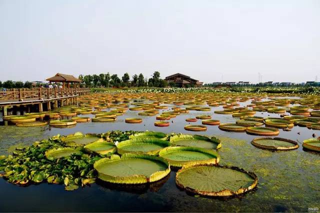 相城区高铁新城在建项目,相城高铁新城扩建