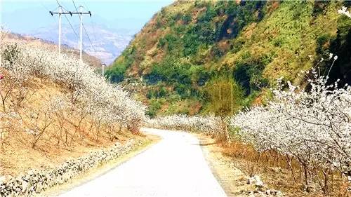春暖花开：猴年春灿烂，樱桃花争艳，君若假日闲，关河金坪岸！
