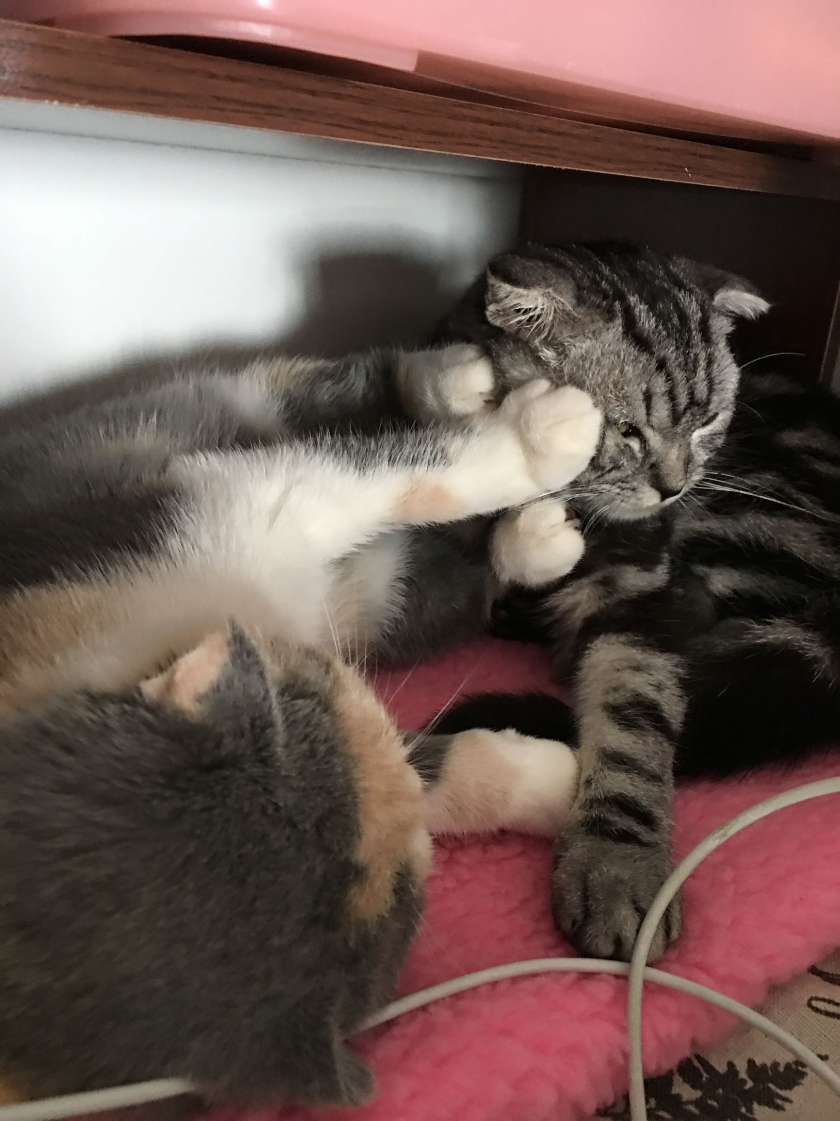 家里养了两只猫是什么体验,养两只猫一公一母好还是两公好