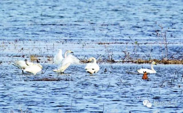 这条飘扬在河北大地的锦绣玉带,真是美爆了