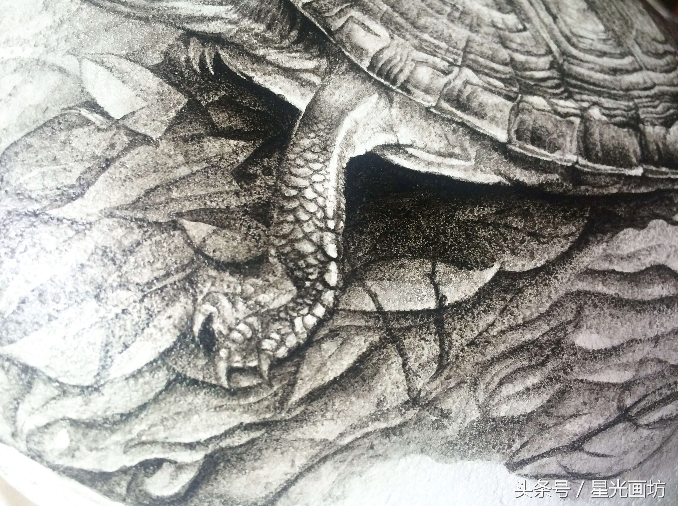 石头上画乌龟教程,龟石头画教程