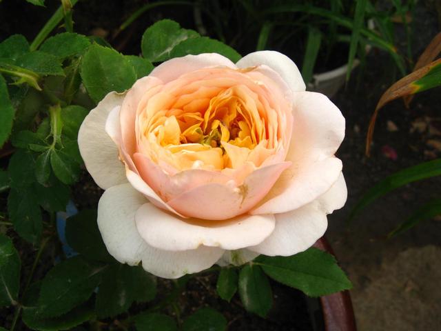 我国名贵的花有哪些品种,中国最名贵的花排名第一