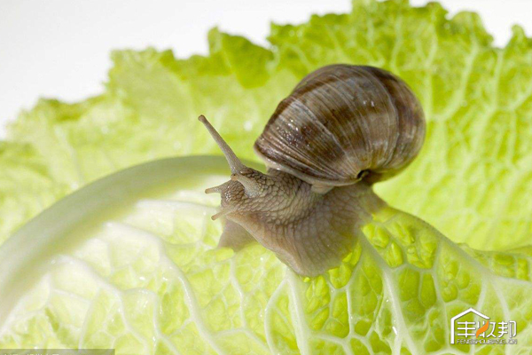 种植白菜心怎么管理,防治白菜萝卜病虫害哪个药好