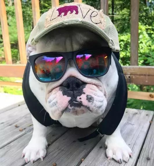 英牛怎么分辨品质,英牛是怎么培育出来的