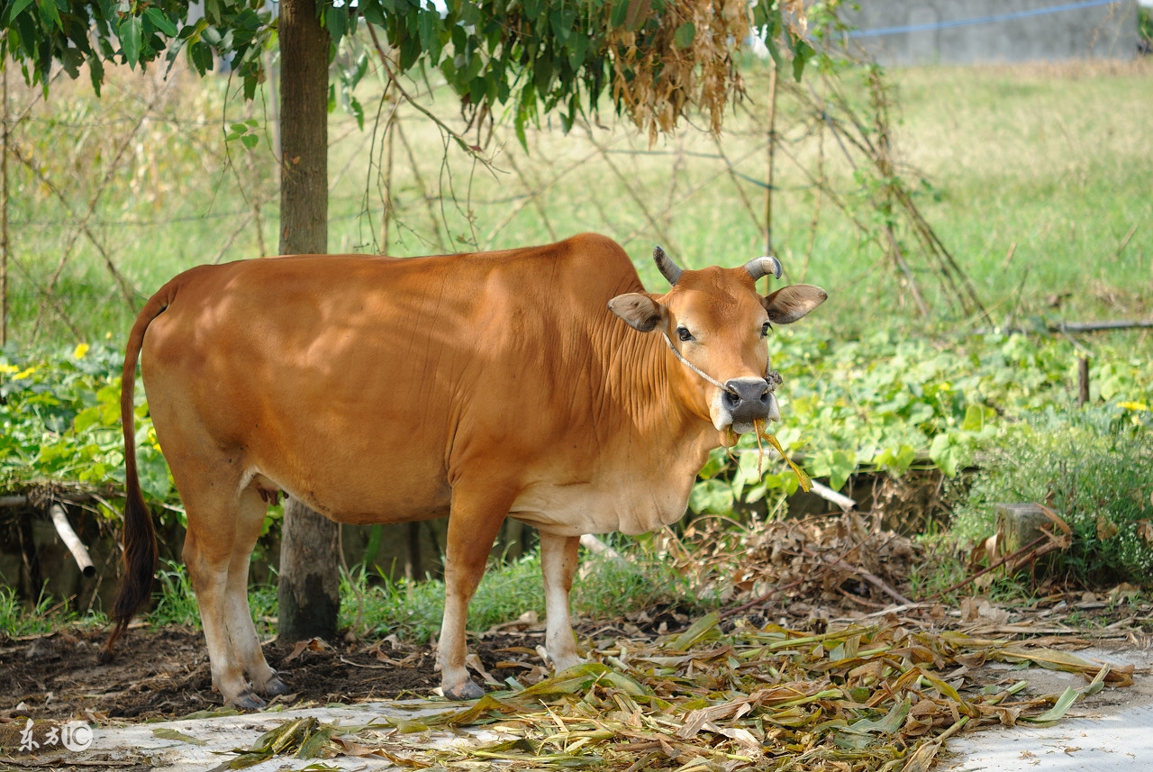 秋季养牛好时节,秋季养牛