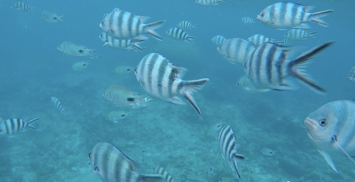 阳光沙滩空气温度24度,毛里求斯海豚游玩攻略