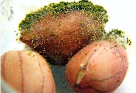 误食了发霉的食物会发烧吗,孕晚期误食发霉的食物