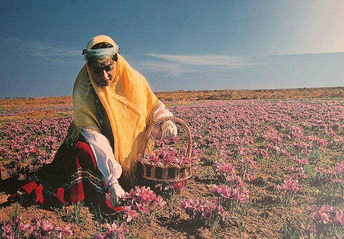 藏红花为什么称为花中黄金,藏红花黄金花