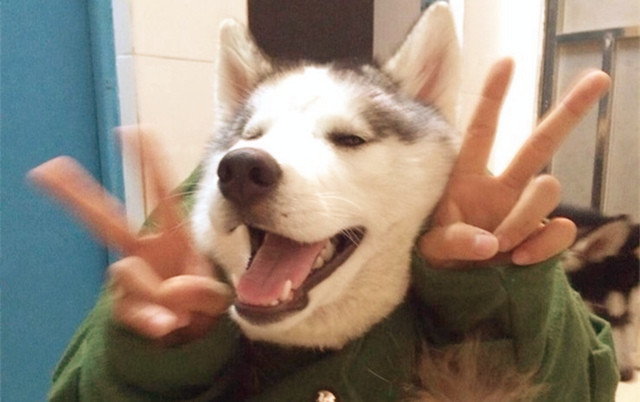 二哈最近的生活,二哈的那些事