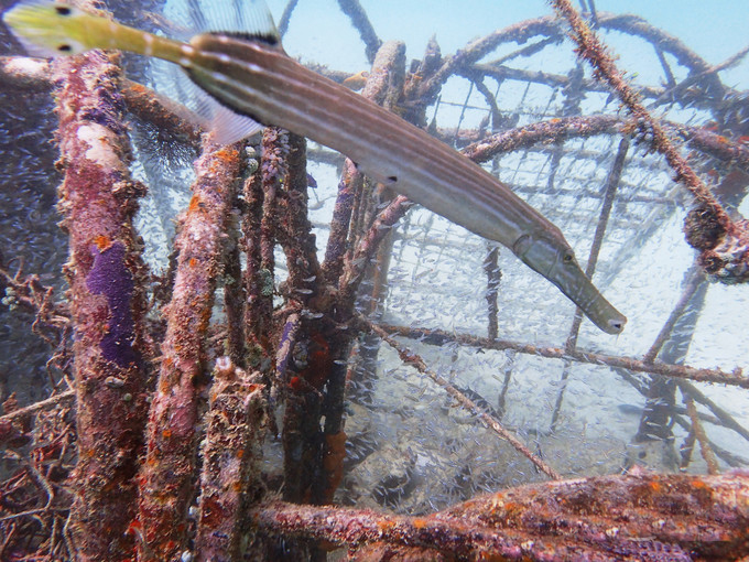 马来西亚考潜证攻略——玻璃水的仙本那不仅景美考潜证还便宜