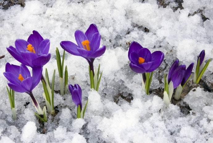 藏红花为什么称为花中黄金,藏红花黄金花