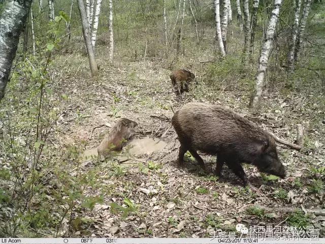 探秘黑河森林公园,黑河森林公园野生动物