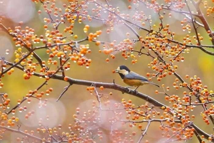 二十四节气处暑已至秋意渐浓,节气之歌二十四节气处暑