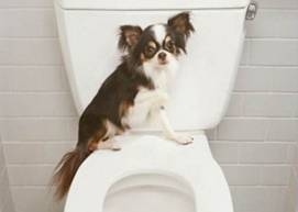 正确使用公用马桶的方式,让你与细菌说拜拜