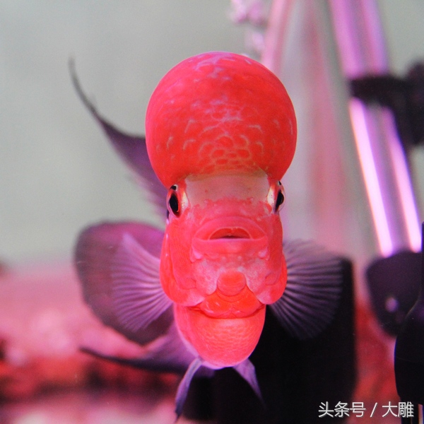 养鱼笔记新手入门教程,养鱼饲养记