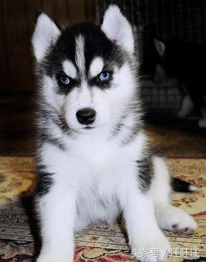 哈士奇护食爆冲,哈士奇小狗训练全套教程