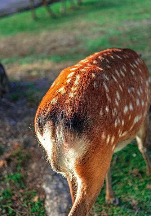 八月份定下的目标,秋季关西旅游攻略