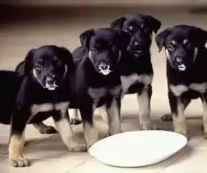 有奶就是好粮？说好给狗狗补营养，结果却并不像自己说的那么美好