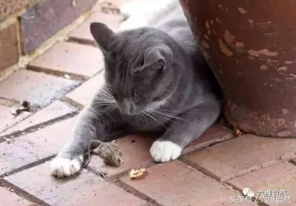 两只猫抓蛇,猫抓蛇还把蛇吃了