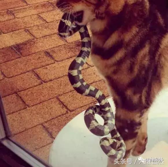 两只猫抓蛇,猫抓蛇还把蛇吃了