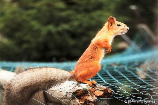 雪地松鼠可爱视频,雪地松鼠卖萌