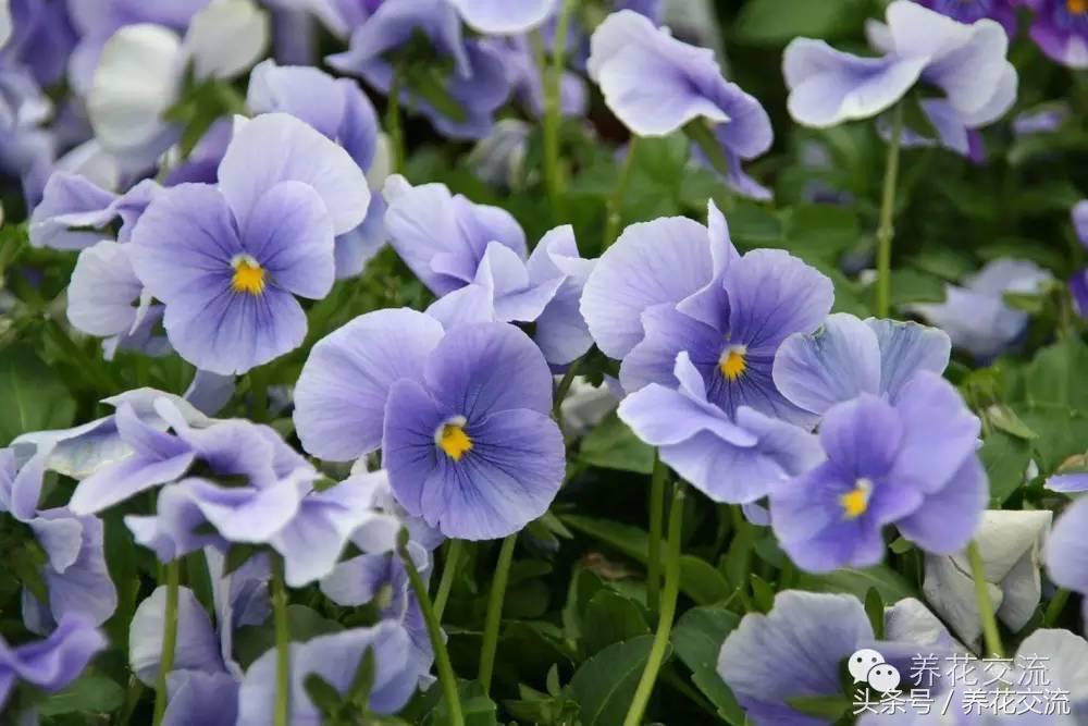 花卉最长寿命排名,五种养不死的花卉