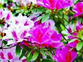 亚洲每个国家的国花是什么,世界各国国花的资料