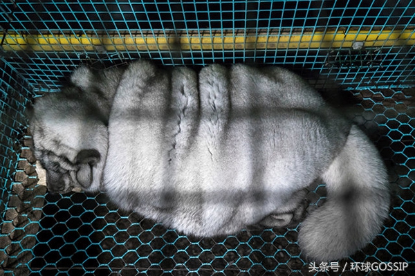 在芬兰皮毛工厂生活的北极狐，体重是正常同类的7倍，面目全非