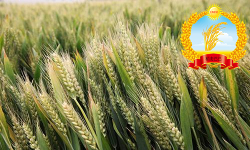 小麦品种山农28高多少公分,山农28小麦种子价格