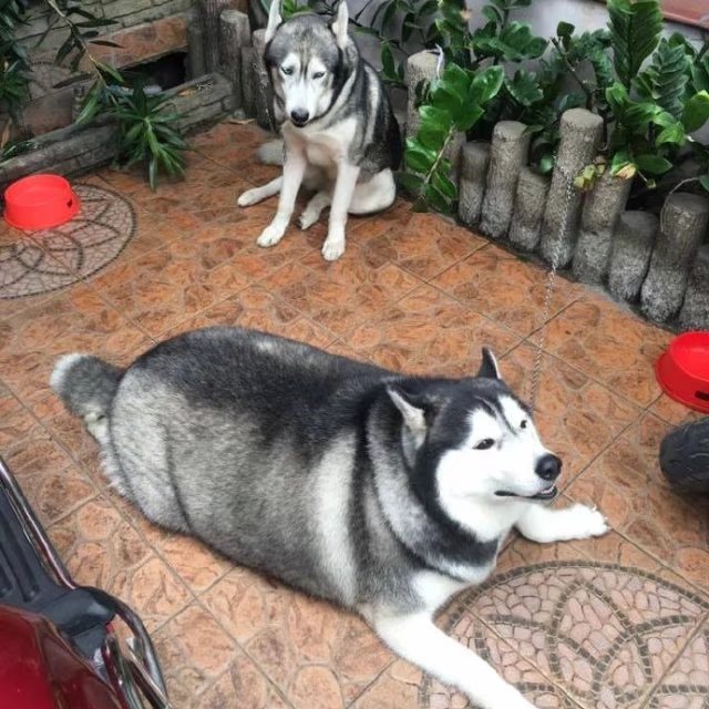 梦想还是要有的没准就实现了呢,梦想还是要有的虽然它很遥远